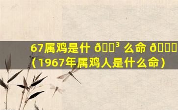 67属鸡是什 🌳 么命 🕊 （1967年属鸡人是什么命）